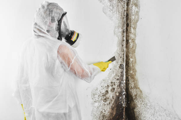 Best Professional Mold Removal  in Dorothy, NJ