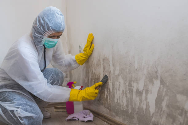 Best Local Mold Removal Service  in Dorothy, NJ