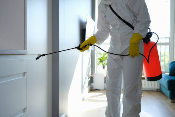 Best Toxic Mold Removal  in Dorothy, NJ
