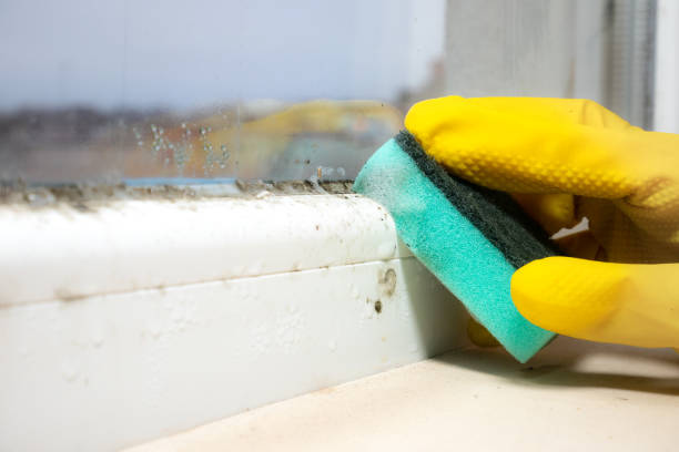 Best Emergency Mold Removal  in Dorothy, NJ