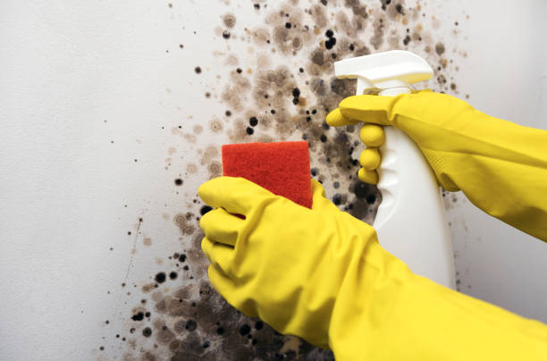 Best Mold Removal Company Near Me  in Dorothy, NJ
