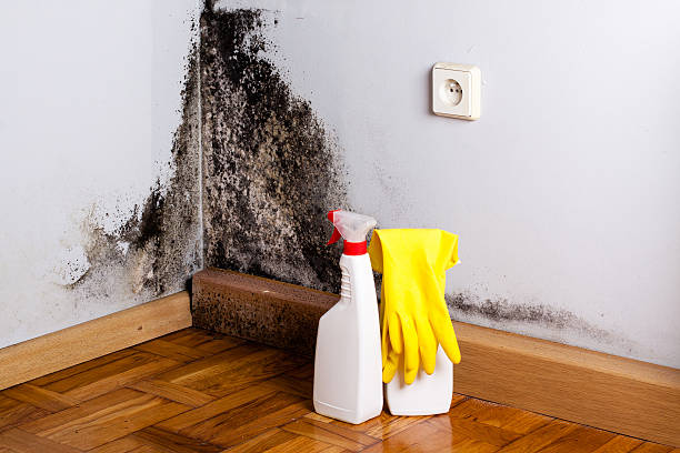 Mold Testing and Removal in Dorothy, NJ