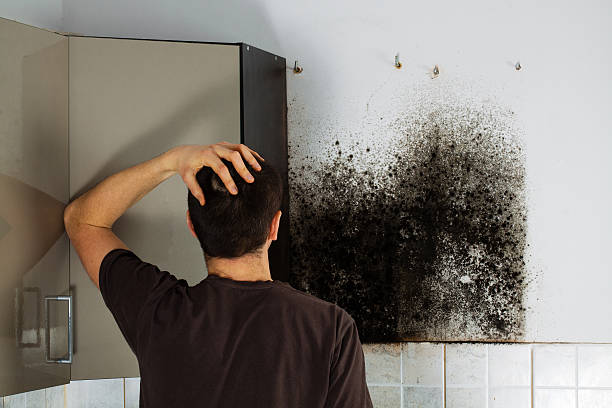 Best Certified Mold Removal  in Dorothy, NJ